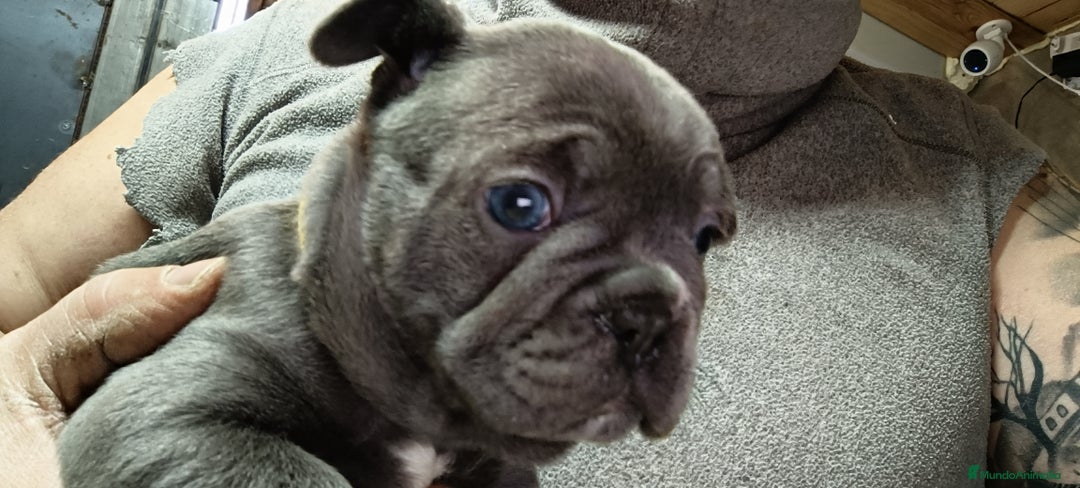 Bulldog Francés perros en venta: Bulldog francés Blue y blue and tang  en León - Imagen 8