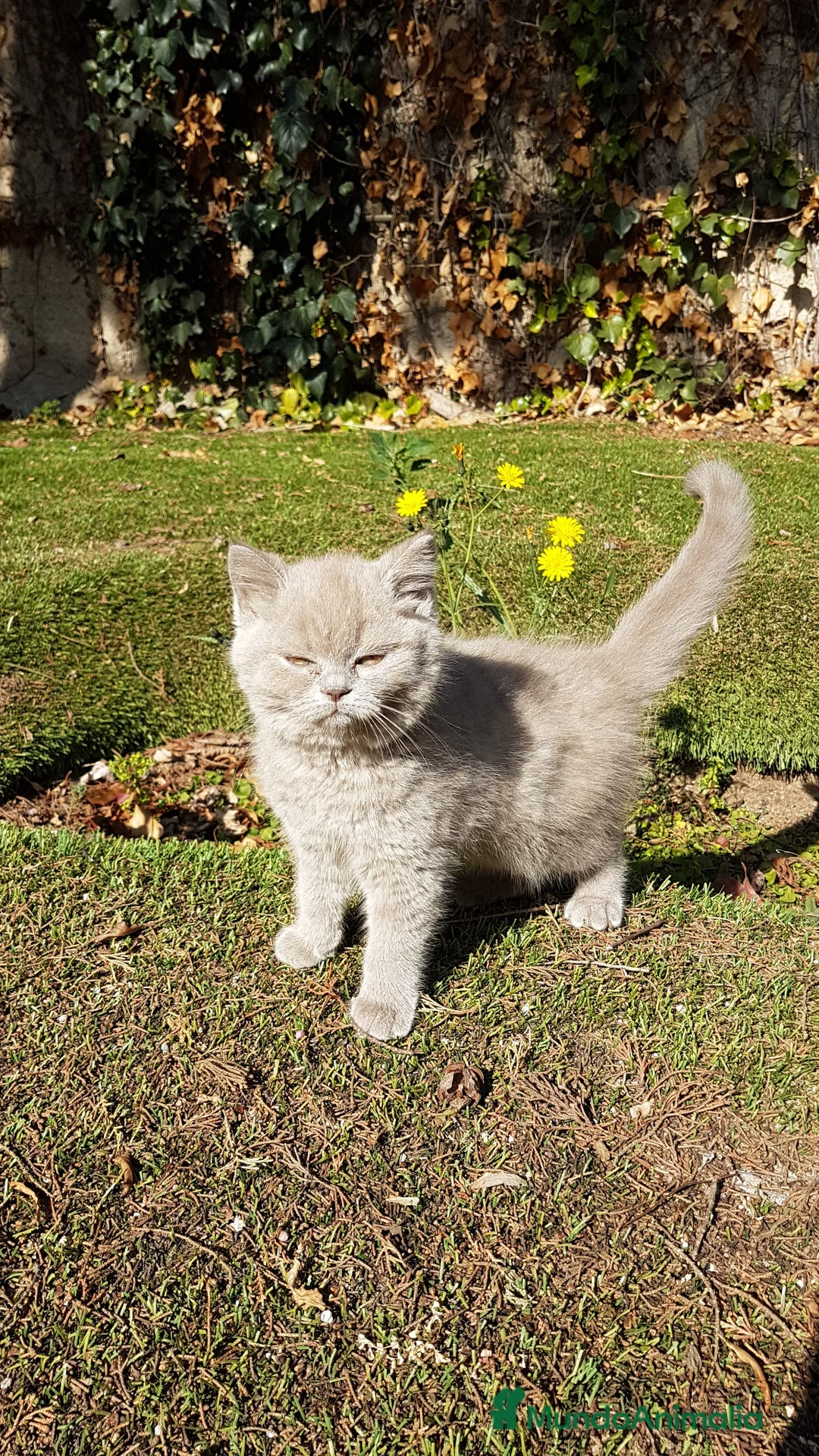 Británico de Pelo Corto gatos en venta: British shorthair  - Anuncio 2