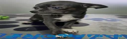 Chihuahua perros en venta: Chihuahua Hembra de Pam y Choco (Ref 4143) - Anuncio 5