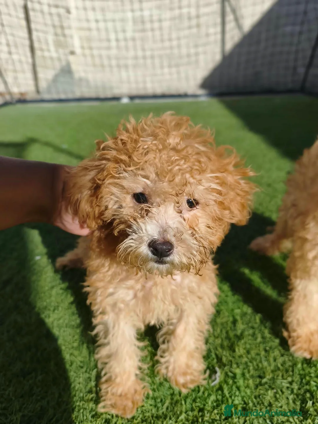 Caniche Toy perros en venta: Caniches Toy Apricot  - Anuncio 1