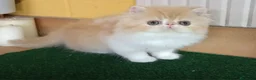 Persa gatos en venta: Macho persa - Anuncio 1