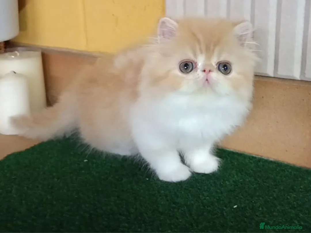 Persa gatos en venta: Macho persa - Anuncio 1