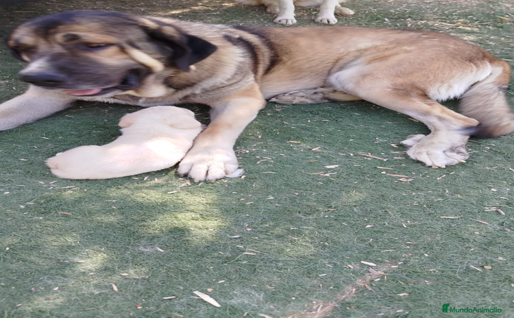 Mastín Español perros - Anuncio 1