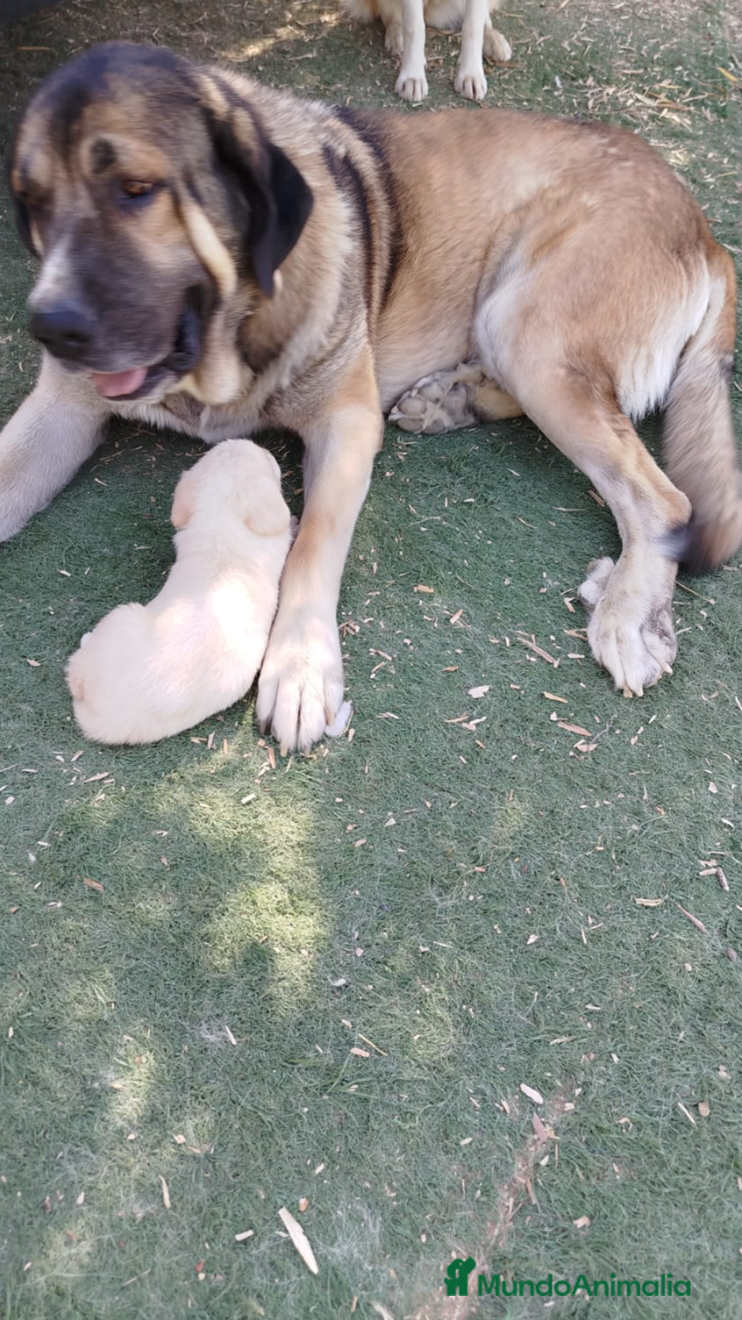 Mastín Español perros en venta: CAMADA MASTIN ESPAÑOL  - Imagen 1