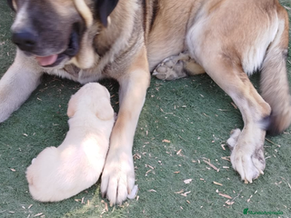 Mastín Español perros - Anuncio 2