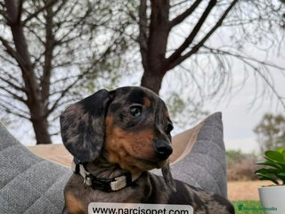 Teckel perros en Ciudad Real - Anuncio 31