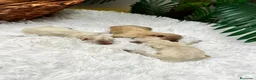 Maltipoo perros en venta: MALTIPOO  - Anuncio 13