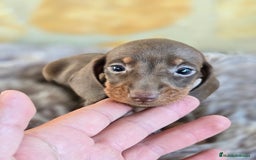 Teckel Miniatura perros en venta: Teckel chocolate hembra  - Imagen 3