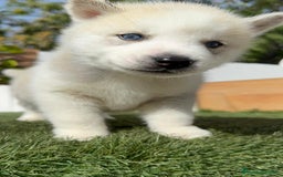 Husky Siberiano perros en venta: HUSKY SIBERIANO - Anuncio 17