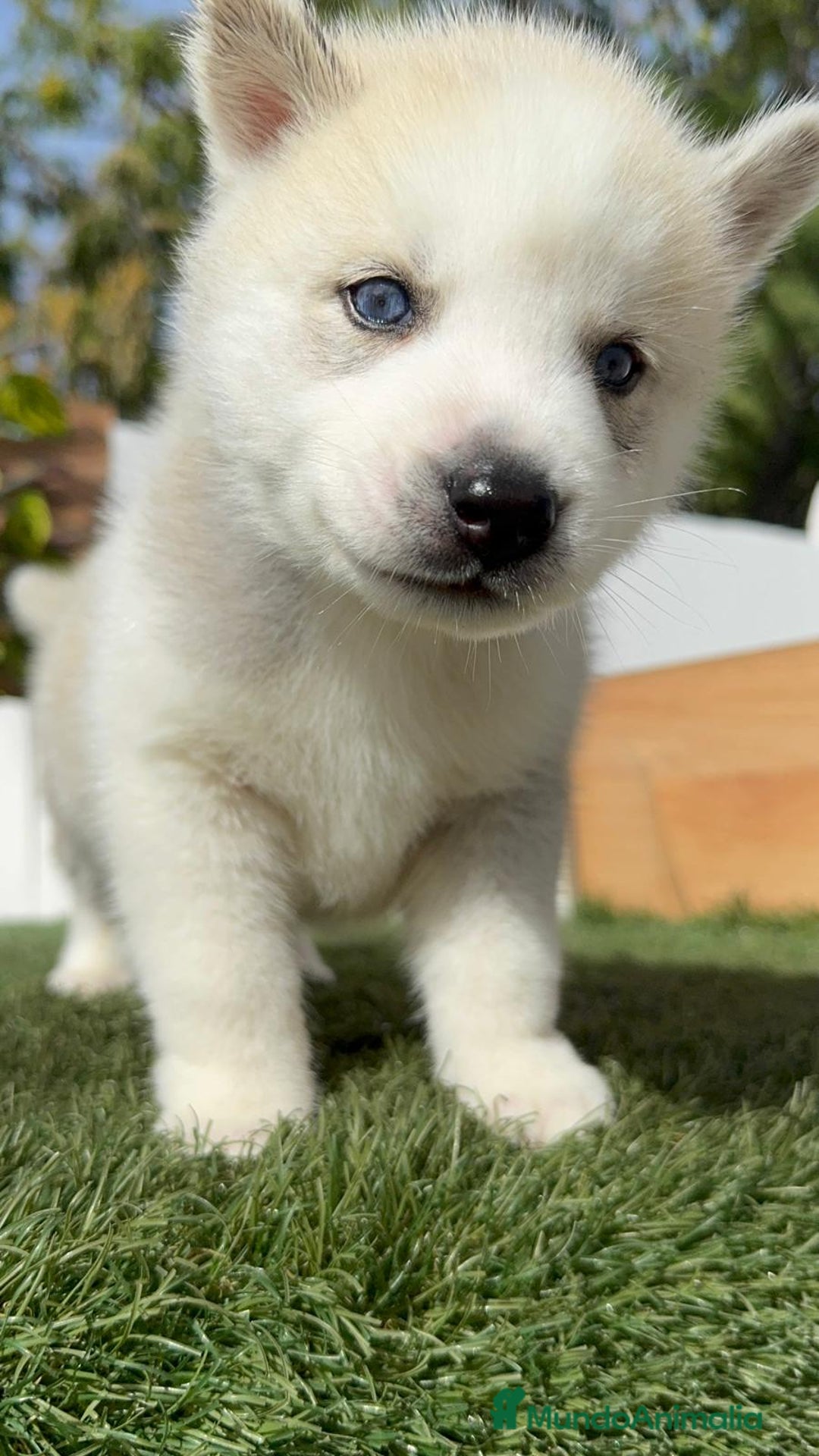 Husky Siberiano perros en venta: HUSKY SIBERIANO - Anuncio 17