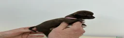 Chihuahua perros en venta: Chihuahuas muy toys en Alicante - Anuncio 4