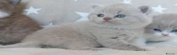 Británico de Pelo Corto gatos en venta: Últimas 3 hembras British Shorthair disponibles 🐾 - Anuncio 1