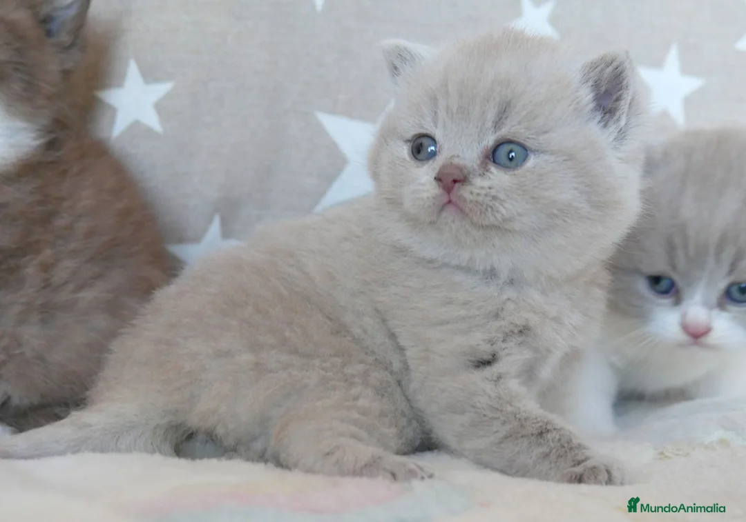 Británico de Pelo Corto gatos en venta: Últimas 3 hembras British Shorthair disponibles 🐾 - Anuncio 1