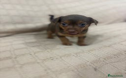 Pinscher Miniatura perros en venta: Pinscher miniatura chocolate  - Imagen 27