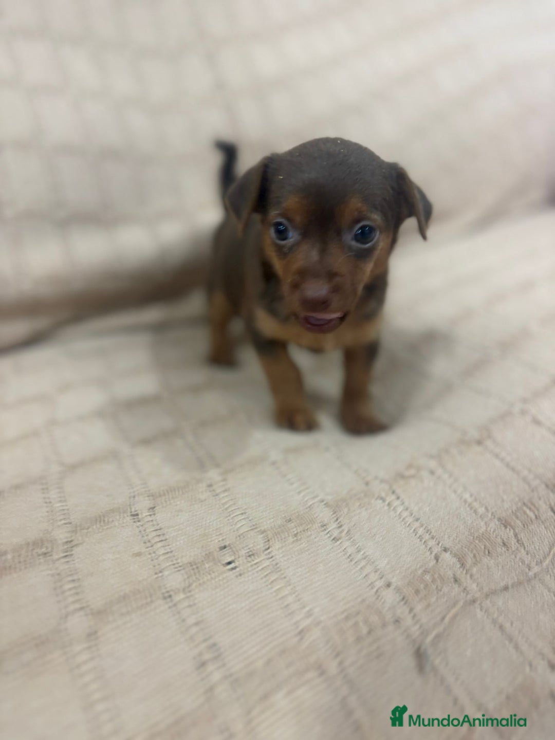 Pinscher Miniatura perros en venta: Pinscher miniatura chocolate  - Imagen 27