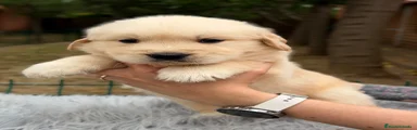 Golden Retriever 3