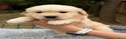 Golden Retriever perros en venta: Golden dorados  - Anuncio 6