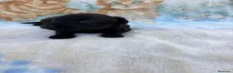 Raza Mixta perros en venta: Pootalian - Anuncio 3