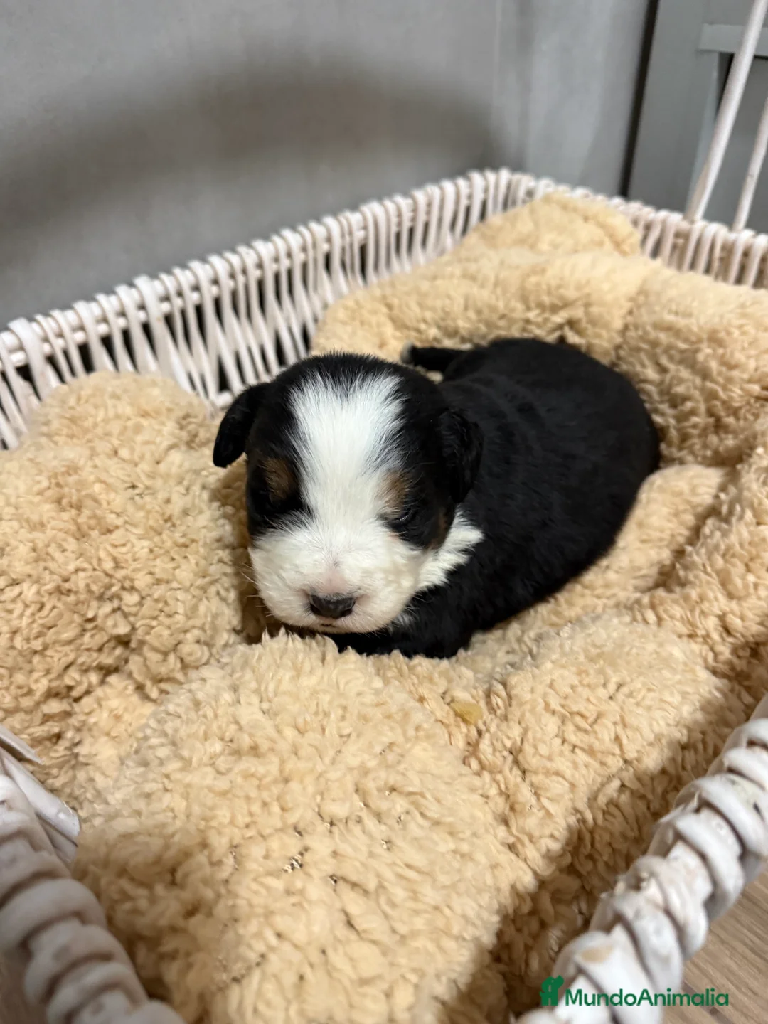 Boyero de Berna perros en venta: Camada de boyero de Berna  - Anuncio 5