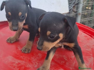 Pinscher Miniatura perros en Sevilla - Anuncio 3