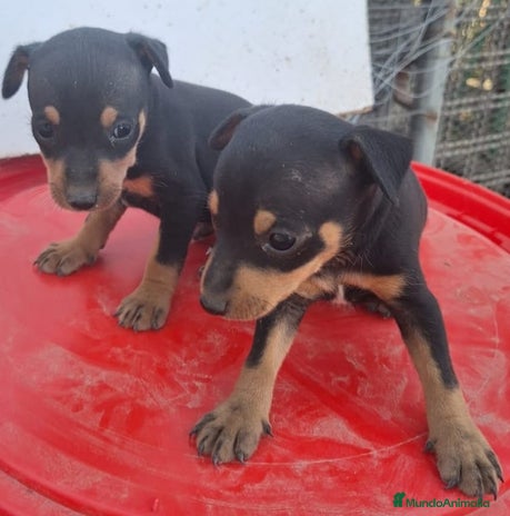 Pinscher Miniatura perros en Sevilla - Anuncio 3