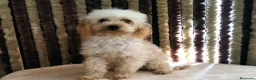 Yorkiepoo perros en venta: Machitos Yorkiepoo toy en Castellón - Anuncio 3
