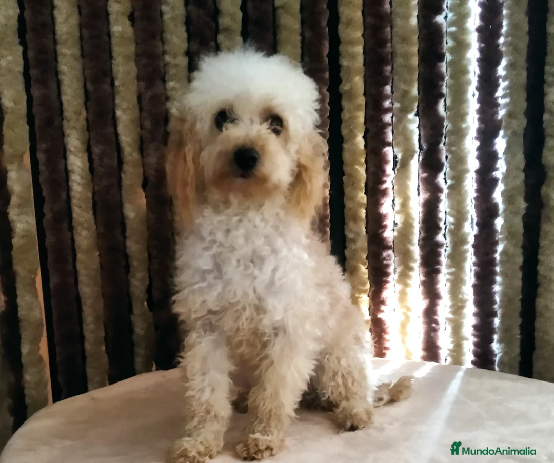 Yorkiepoo perros en venta: Machitos Yorkiepoo toy en Castellón - Anuncio 3