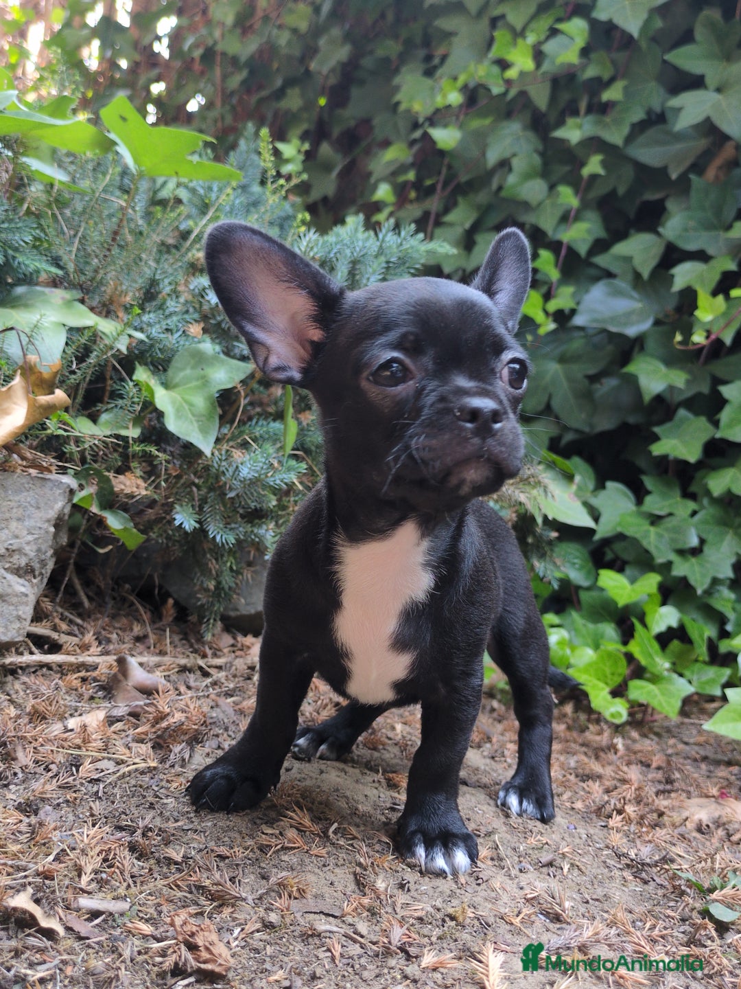 Chihuahua perros en venta: Chihuahua macho cabeza de manzana - Imagen 1