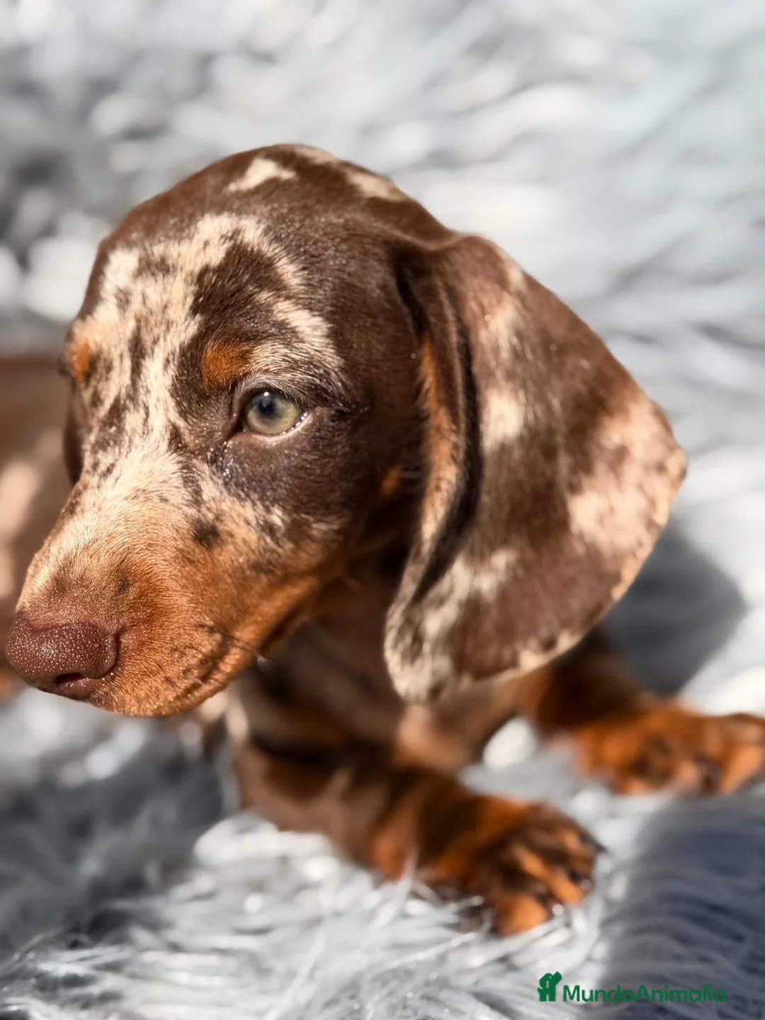 Teckel Miniatura perros en venta: Teckel arlequin chocolate  - Anuncio 2