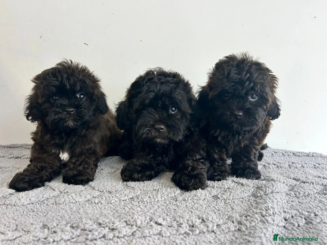 Maltipoo perros en venta: Maltipoo  - Anuncio 2