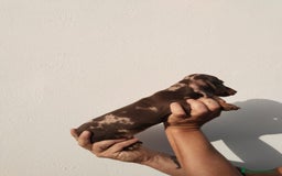 Teckel Miniatura perros en venta: Camada teckel chocolate y arlequín chocolate  - Imagen 2