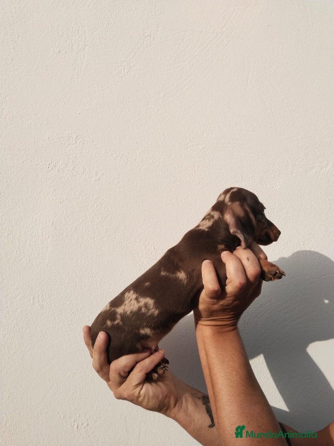 Teckel Miniatura perros en venta: Camada teckel chocolate y arlequín chocolate  - Imagen 2