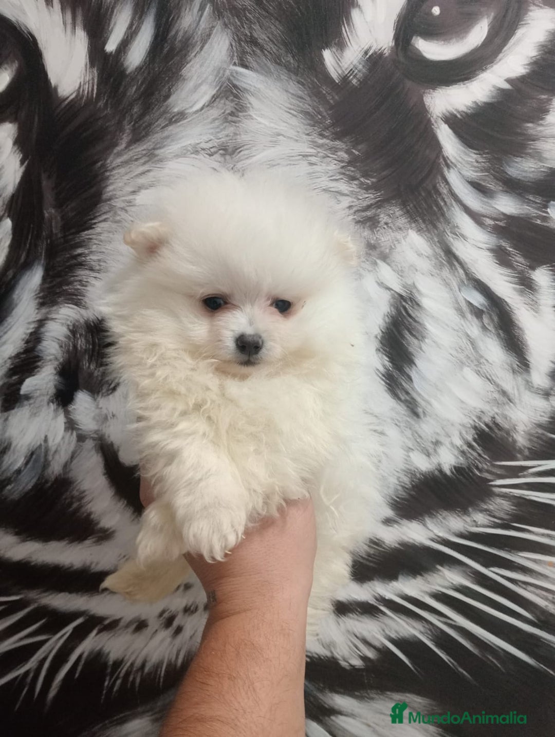 Pomerania perros en venta: Pomerania  - Anuncio 1