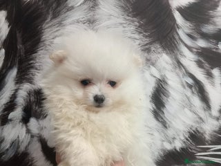 Pomerania perros Pomerania - Anuncio 2