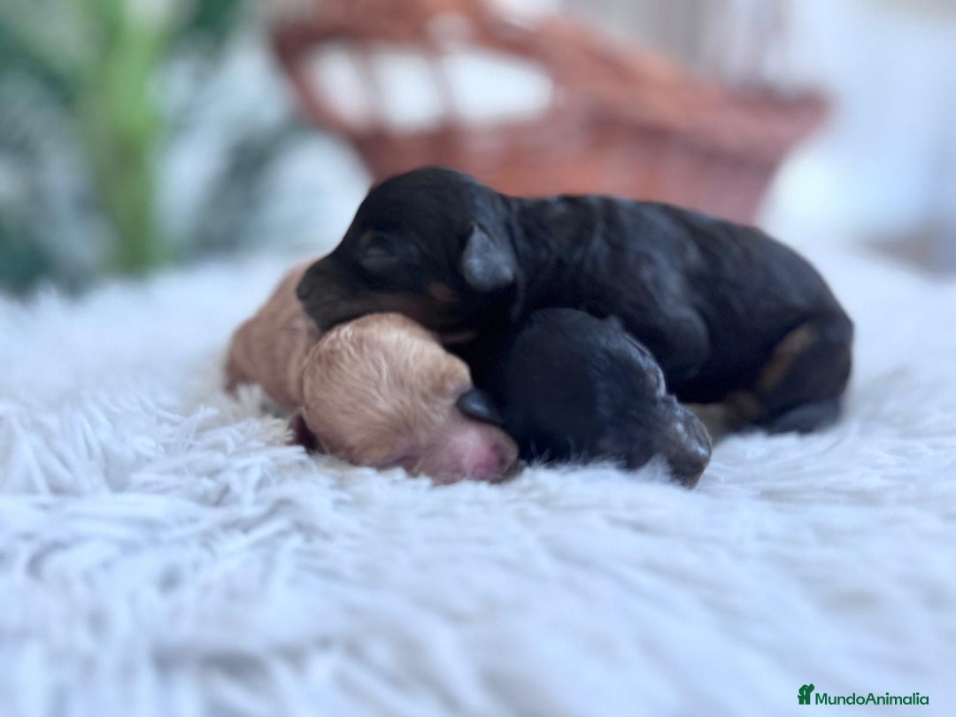 Caniche Toy perros en venta: CANICHE TOY HEMBRAS - Imagen 16