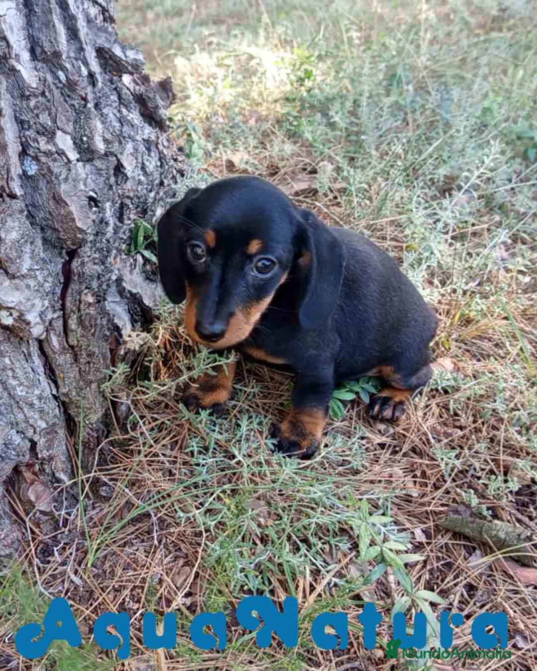 Teckel Miniatura perros en venta:  Teckel Hembra de Tiana y Tilo 4487 AQUANATURA - Imagen 3