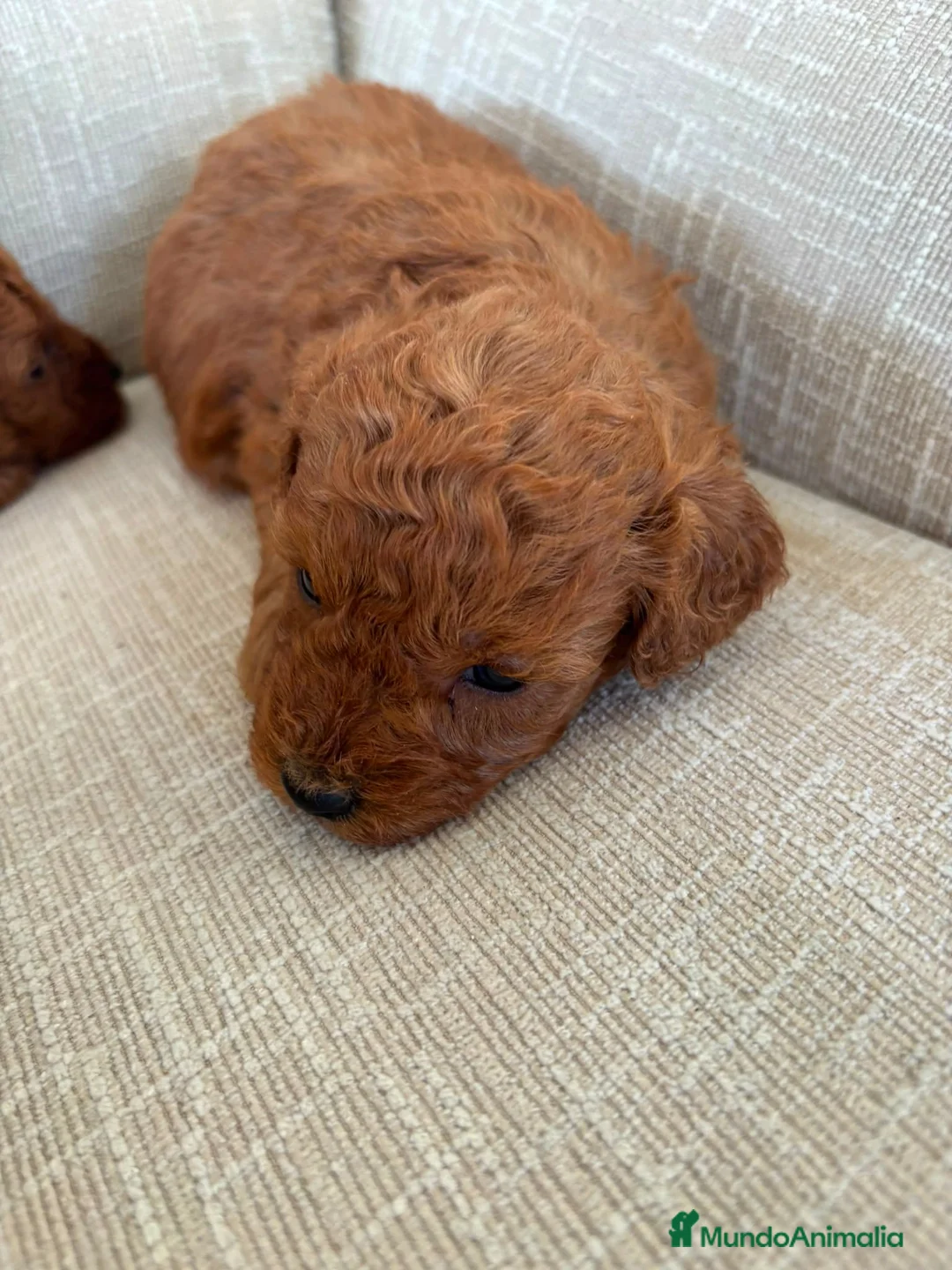Raza Mixta perros en venta: Caniches  - Anuncio 2