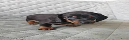 Teckel Miniatura perros en venta: TECKEL NEGRO FUEGO - Anuncio 5