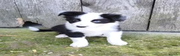 Border Collie perros en venta: Cachorros border collie chocolate - Anuncio 7
