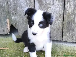 Border Collie perros Cachorros border collie chocolate ojos azules - Anuncio 7
