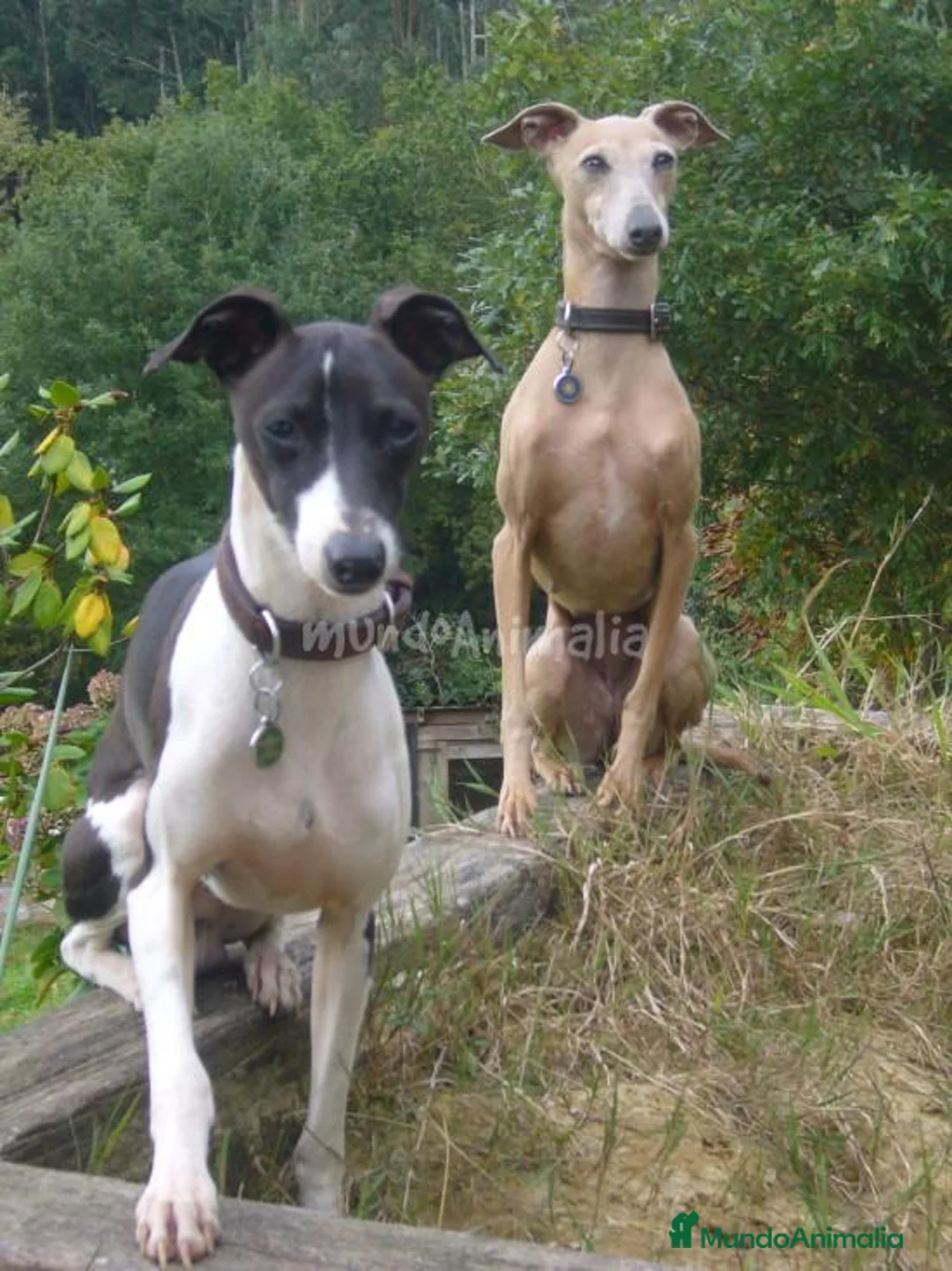 Imagen de galería {{count}}