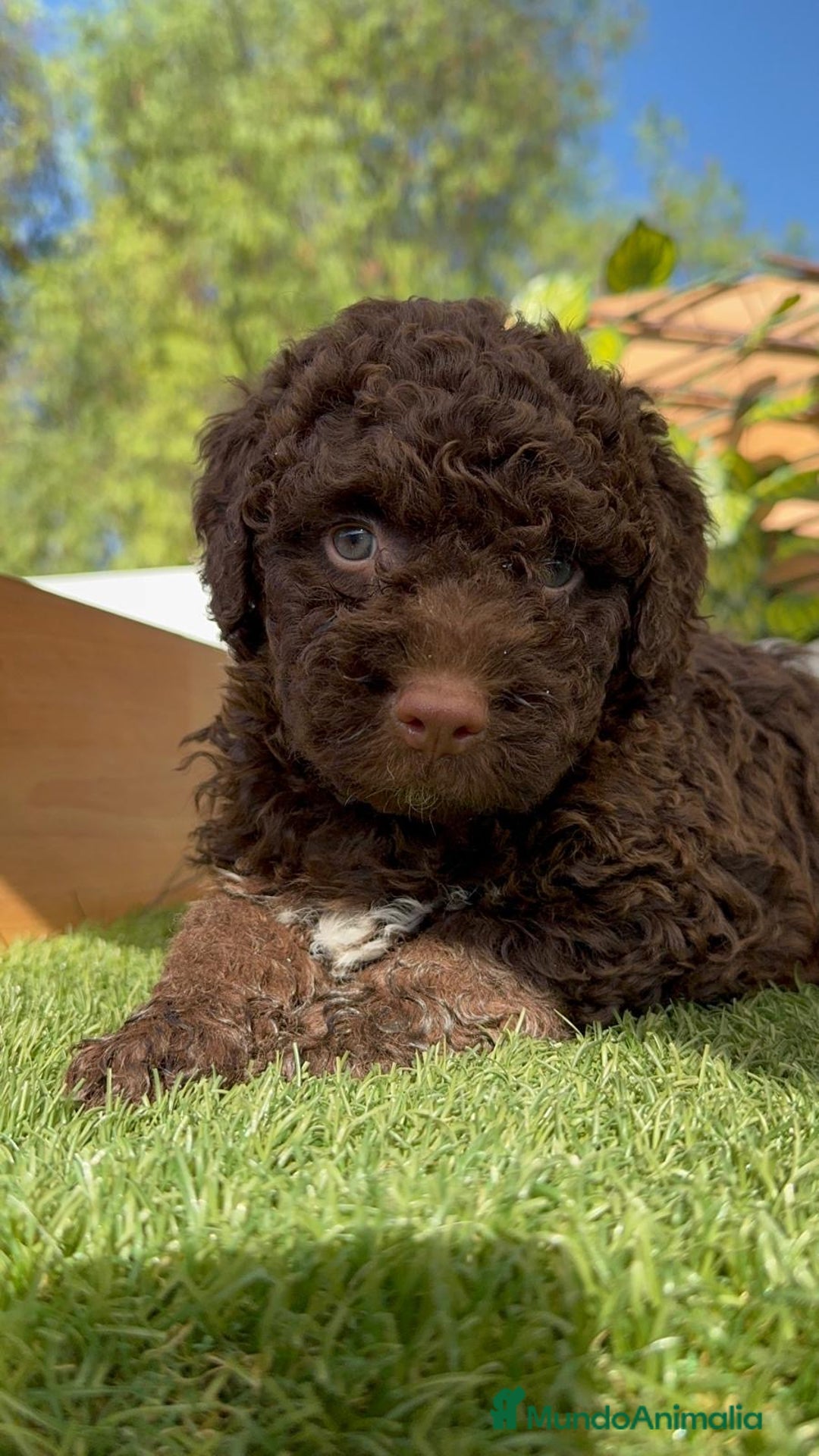 Perro de Agua Español perros en venta: PERRO DE AGUA HEMBRA - Imagen 10