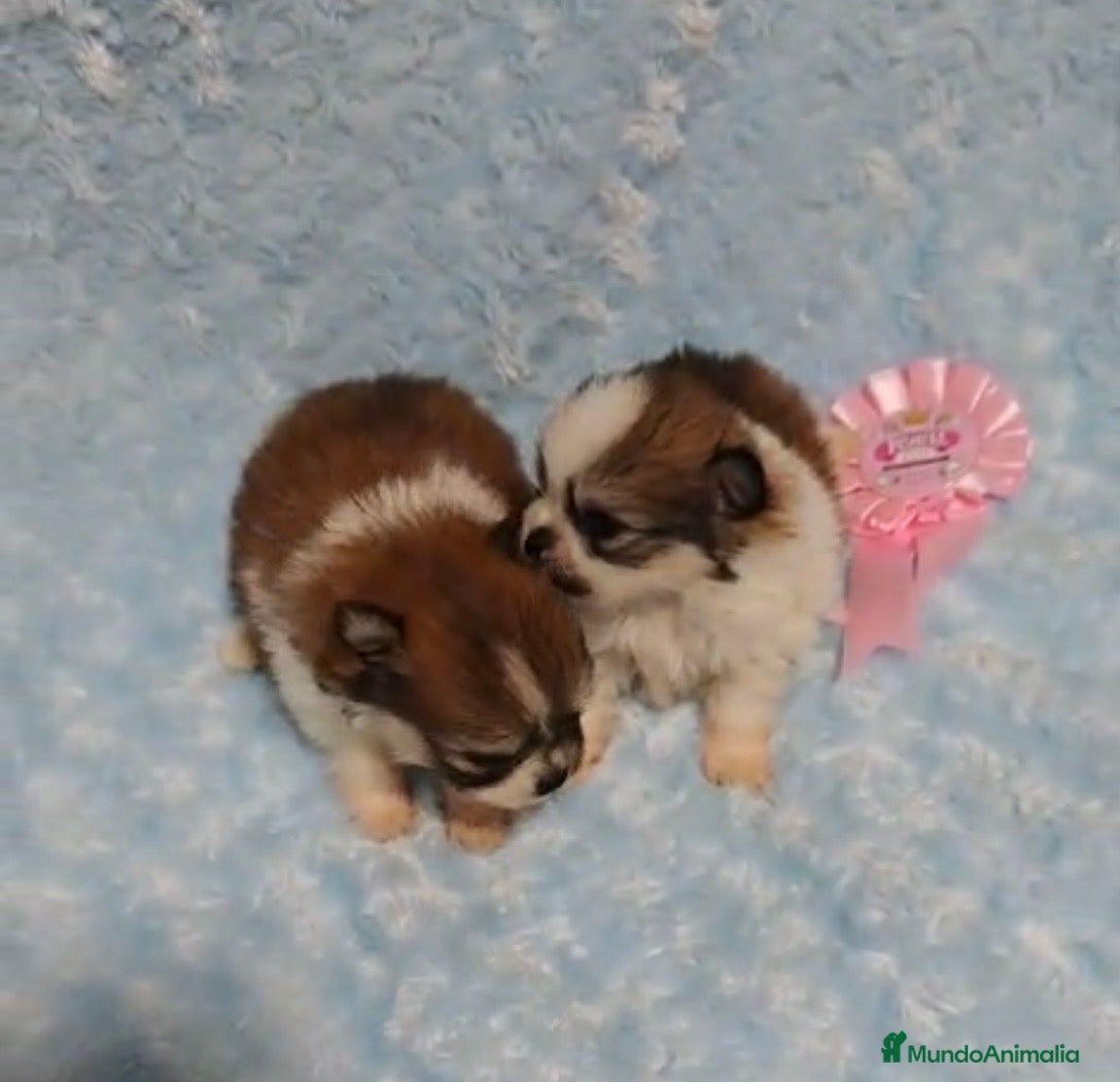 Pomerania perros POMERANIA - Anuncio 2