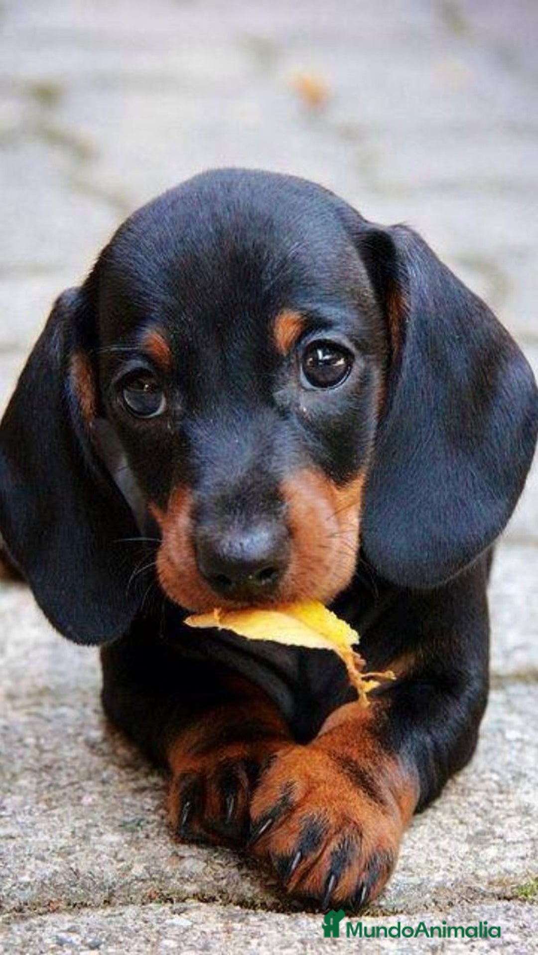 Teckel Miniatura perros en venta: Teckel mini  macho negro fuego  - Anuncio 1