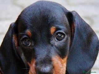 Teckel Miniatura perros Teckel mini macho negro fuego - Anuncio 2