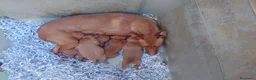Podenco Andaluz perros en venta: Podenco andaluz - Anuncio 2
