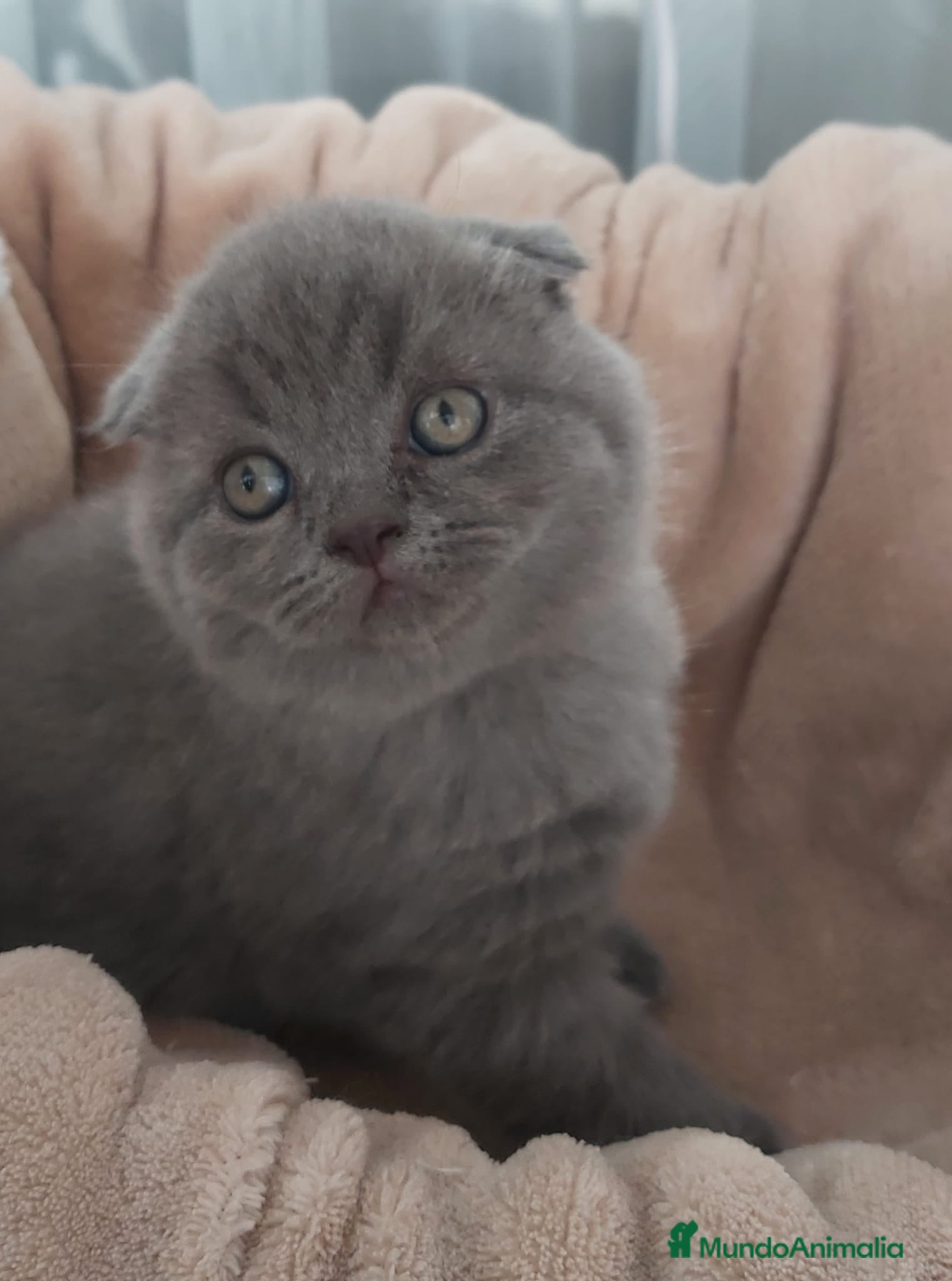 Scottish Fold gatos Scottish fold  - Anuncio 2