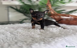 Pinscher Miniatura perros en venta: MINI PINSCHER MUNIATURA - Anuncio 8