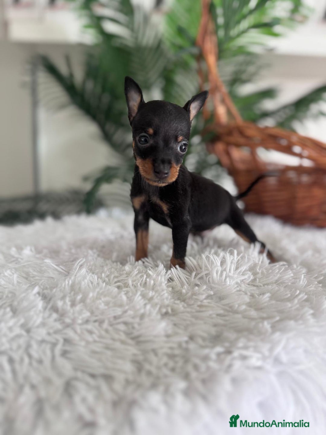 Pinscher Miniatura perros en venta: MINI PINSCHER MUNIATURA - Anuncio 8