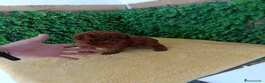 Caniche Toy Cachorro 9